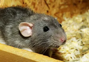 Un rat dans les combles ?