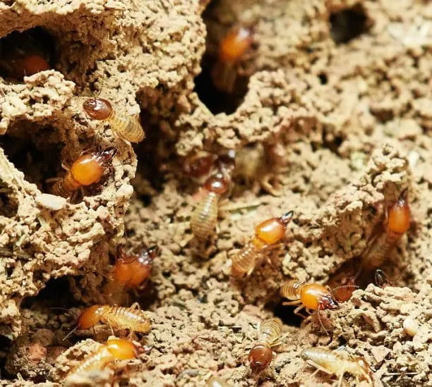 Traitement termites