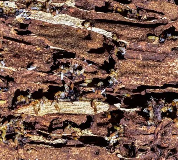 Traitement contre les termites par pièges